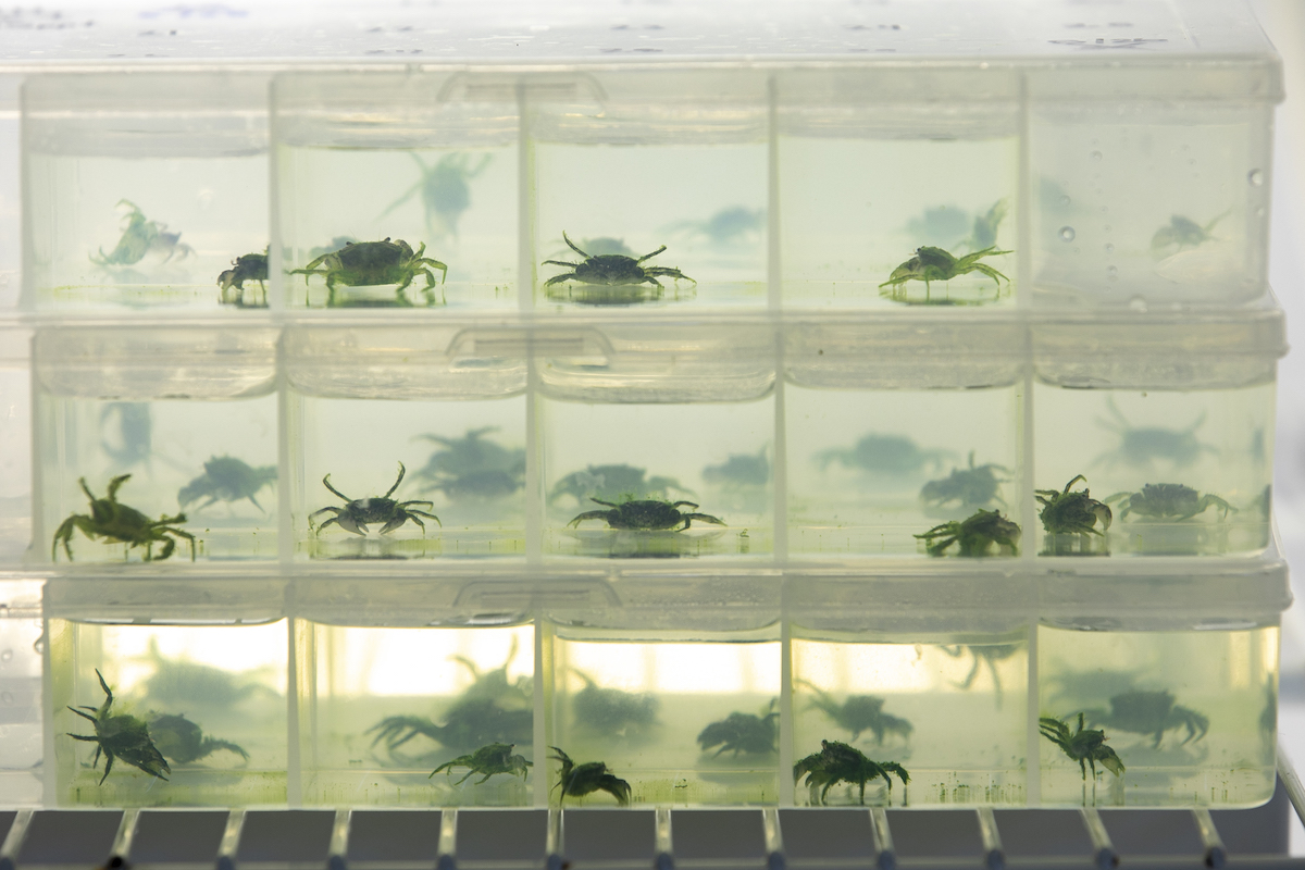 Image of dozens of mud crabs in containers at the Potomac Science Center