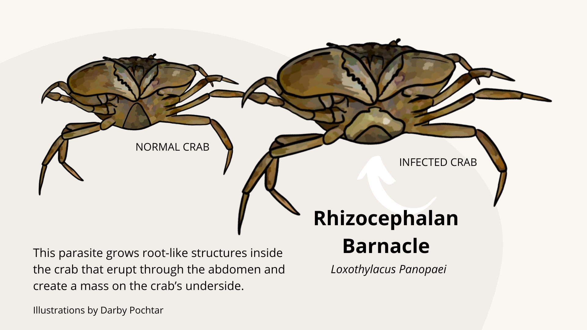 Rhizocephalan Barnacle: This parasite grows root-like structures inside the crab that erupt through the abdomen and create a mass on the crab’s underside. Illustrations by Darby Pochtar