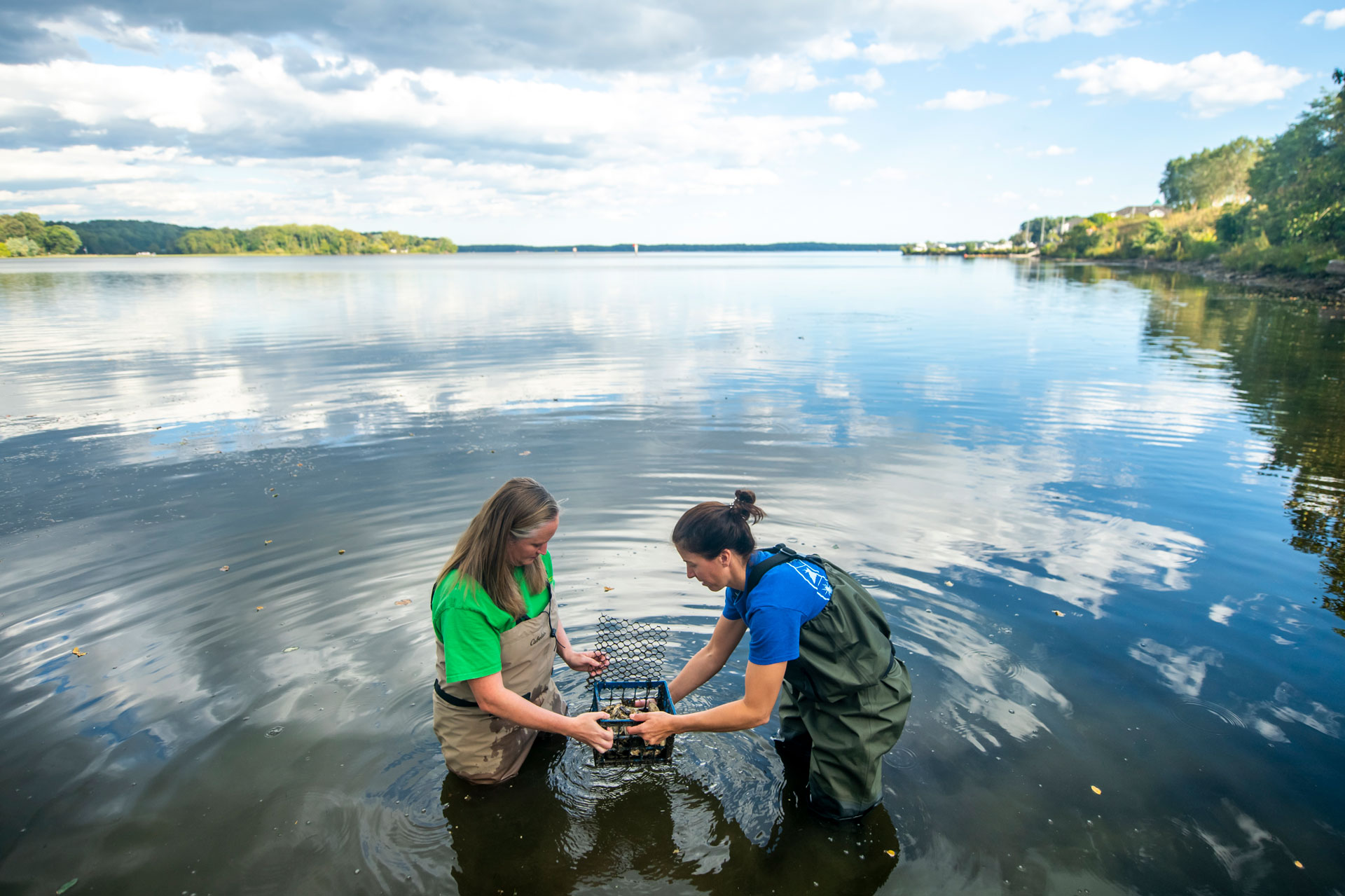 Researchers in the water collecting crab samples