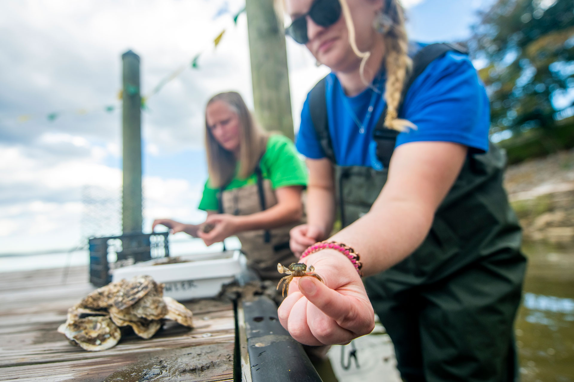 A researcher holds up a small brown mud crab
