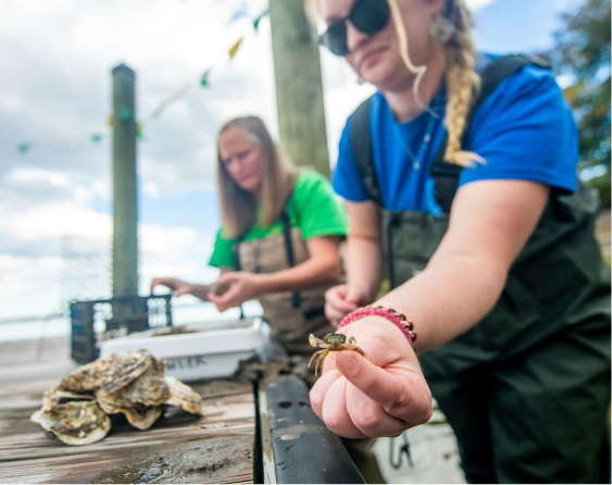 White-fingered mud crabs and two diabolical parasites research at the Potomac Science Center.