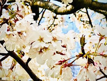 cherry blossoms